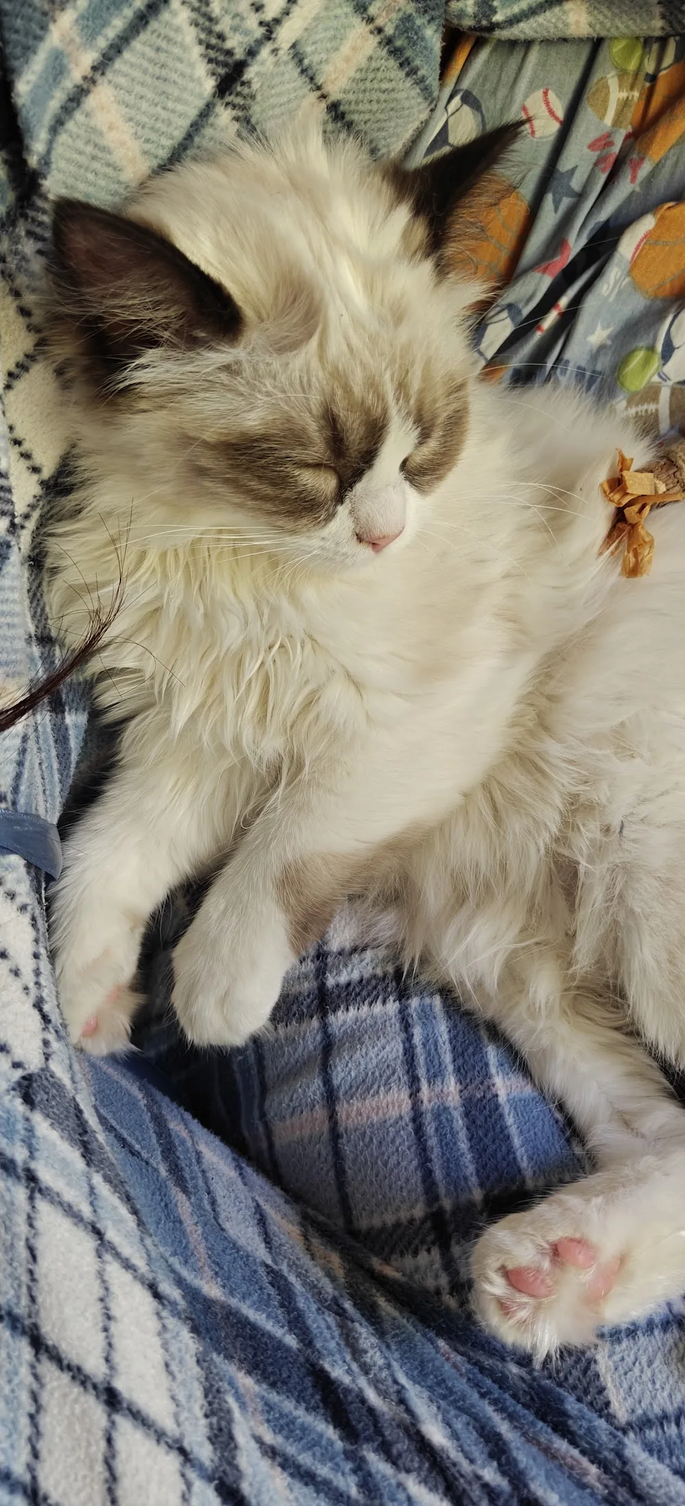 Little York Ragdolls - Etobicoke pet otel görseli 3