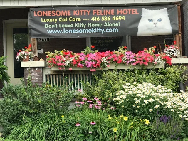 Lonesome Kitty Feline Hotel and Diggity Dog Canine Hotel - Etobicoke pet otel