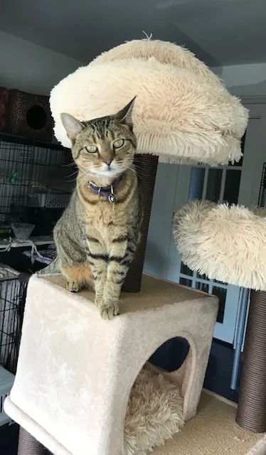 Lonesome Kitty Feline Hotel and Diggity Dog Canine Hotel - Etobicoke pet otel görseli 3