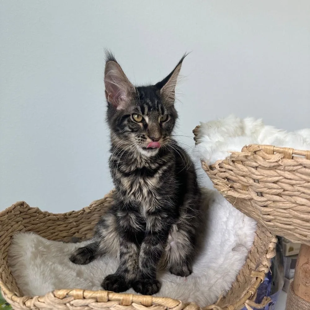 Maine Coon kitten for adoption - Etobicoke pet otel