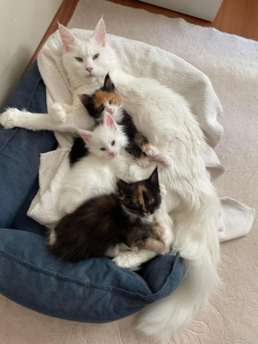 Maine Coon kitten for adoption - Etobicoke pet otel görseli 3