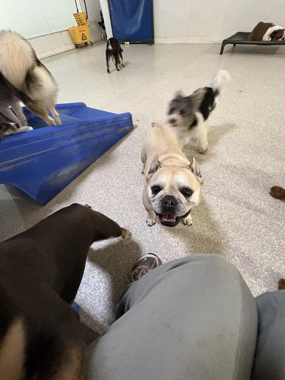 Park9 Pearson YYZ- Dog Playcare. Spa. Resort - Etobicoke pet otel görseli 3
