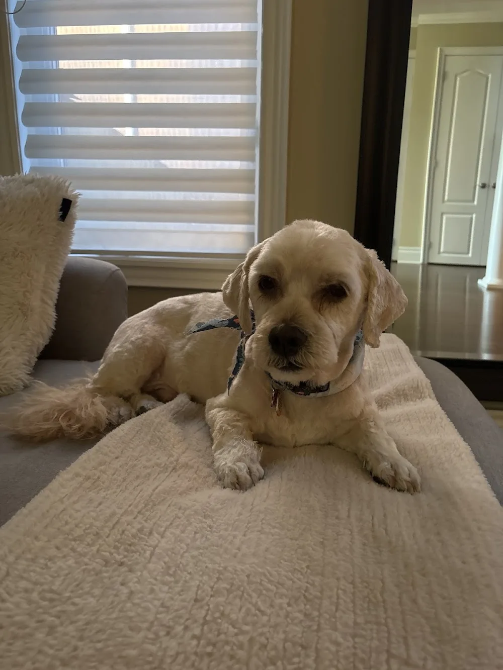 Parker Pet Care - Etobicoke pet otel görseli 3