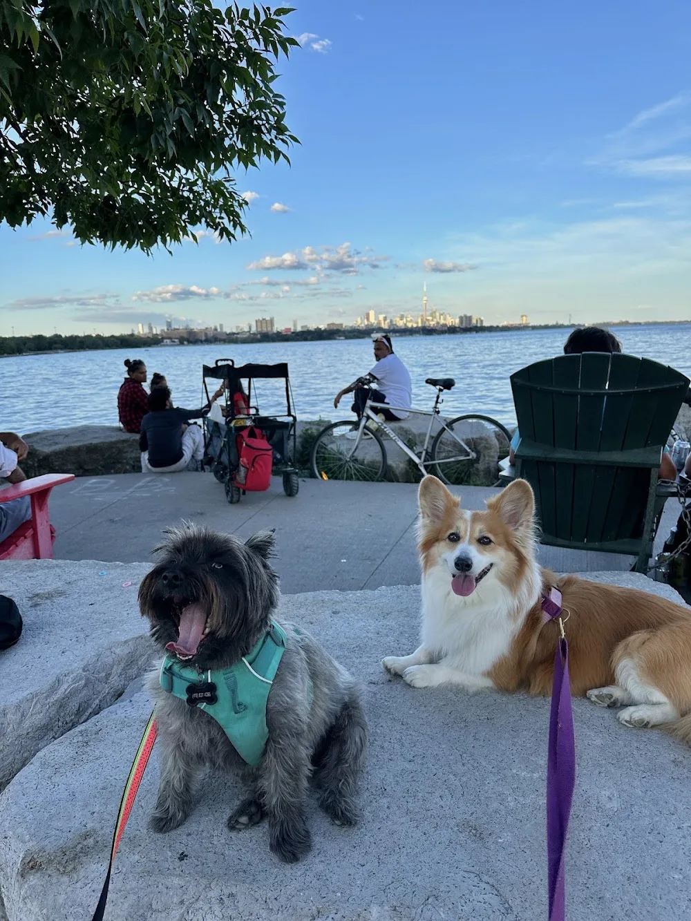 Paws and Pals Club - Etobicoke pet otel