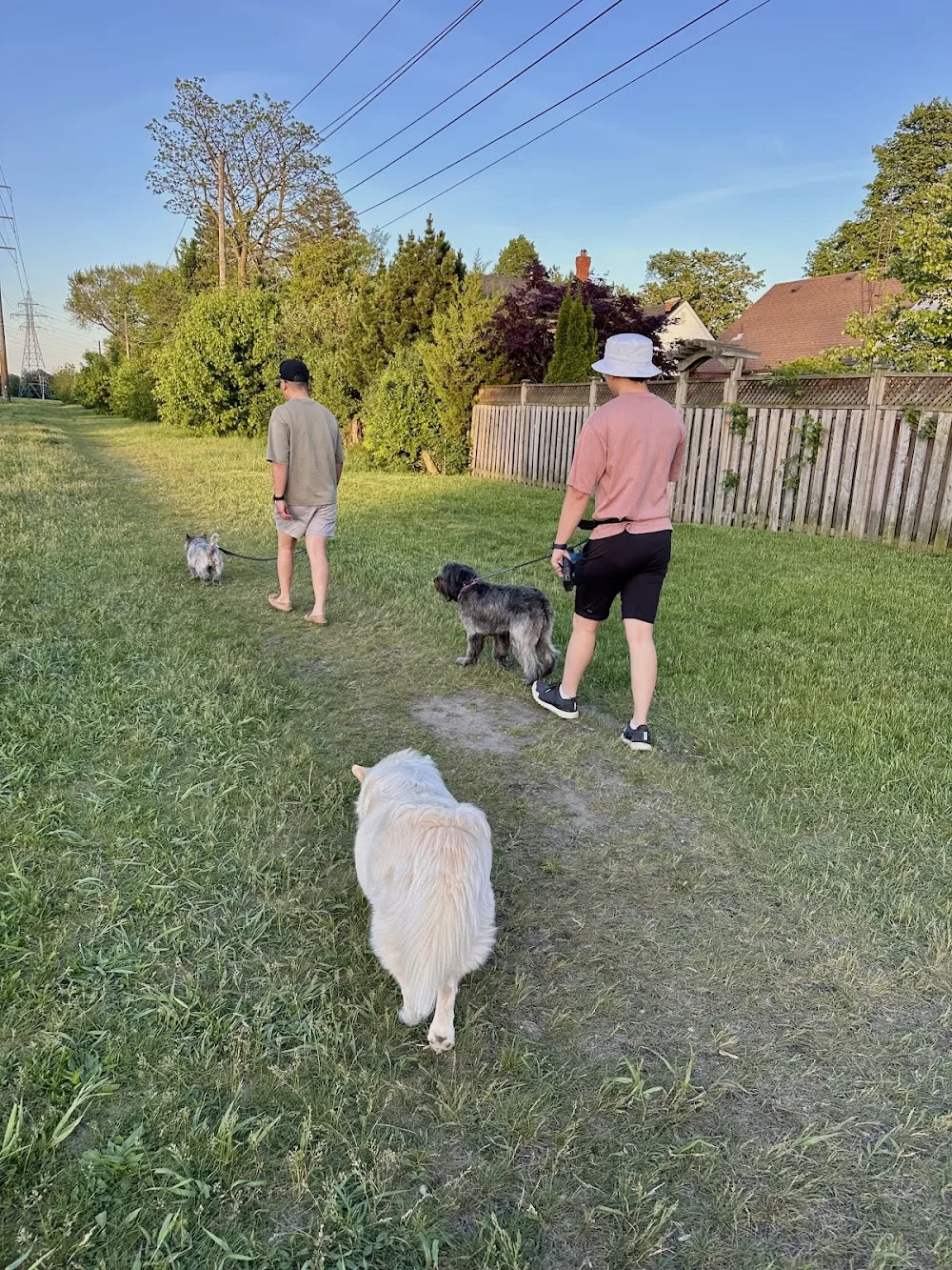 Paws and Pals Club - Etobicoke pet otel görseli 3