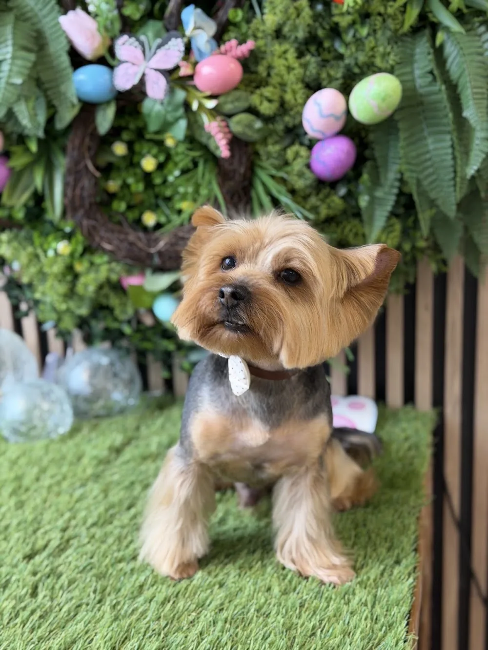 Pet House Grooming & Daycare - Etobicoke pet otel