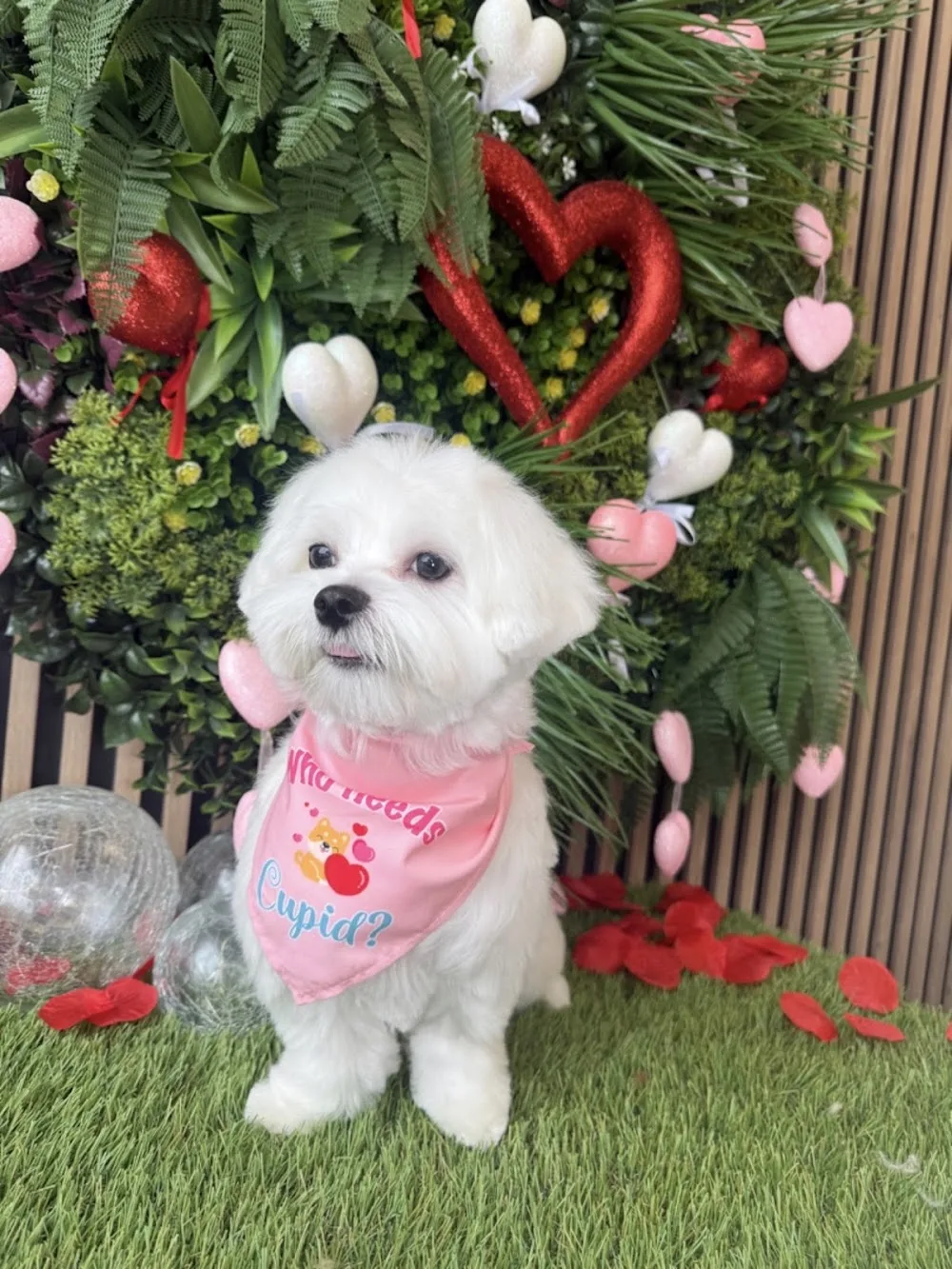 Pet House Grooming & Daycare - Etobicoke pet otel görseli 3