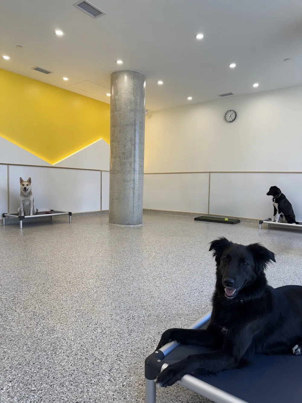 PetPal Care - Etobicoke pet otel görseli 3