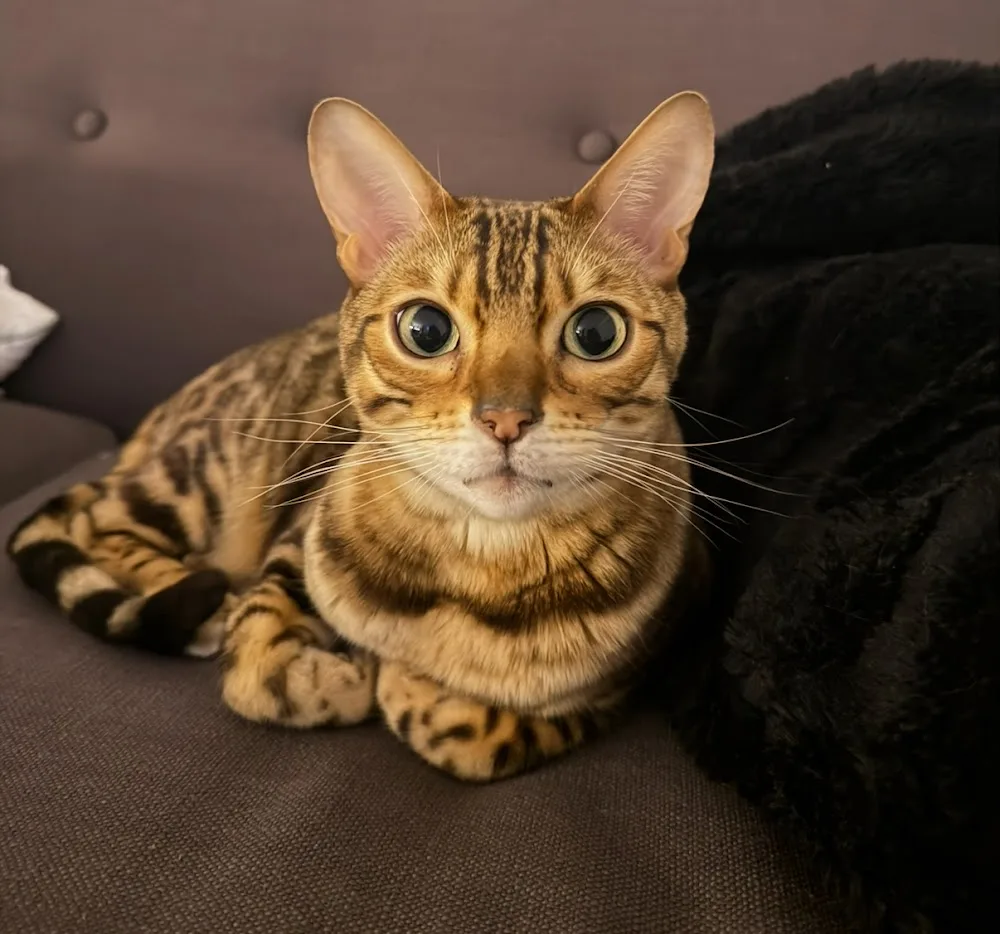 PurebengalsTO - Etobicoke pet otel görseli 3
