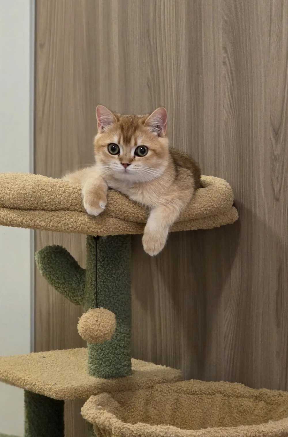 Purr Majesty's Cattery | British Shorthair and Longhair Breeder & American Curl Breeder - Etobicoke pet otel