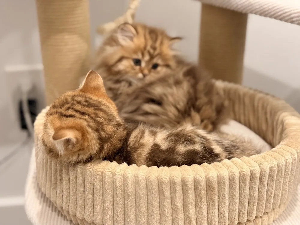 Purr Majesty's Cattery | British Shorthair and Longhair Breeder & American Curl Breeder - Etobicoke pet otel görseli 7