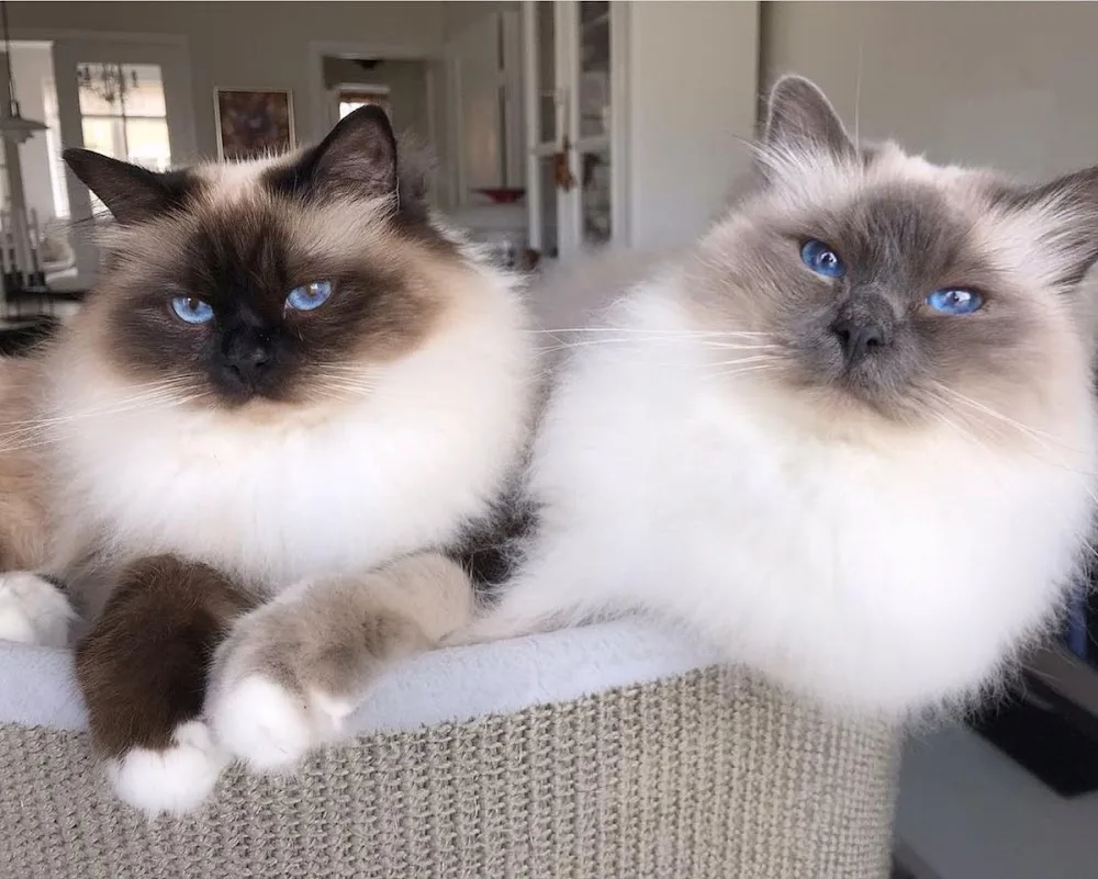 Ragdoll kittens For Adoption - Etobicoke pet otel