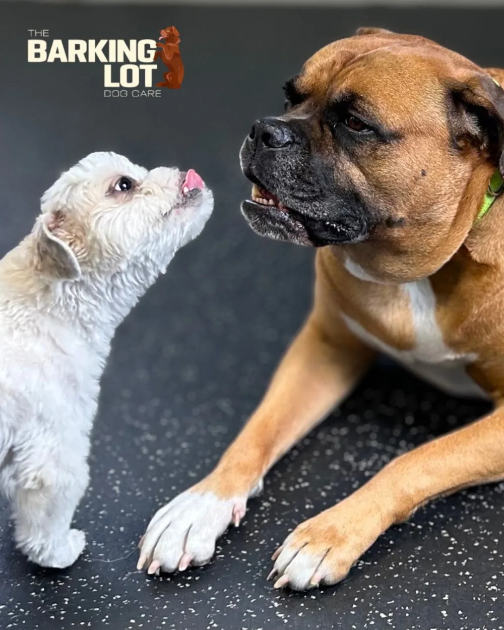 The Barking Lot - Etobicoke pet otel görseli 2