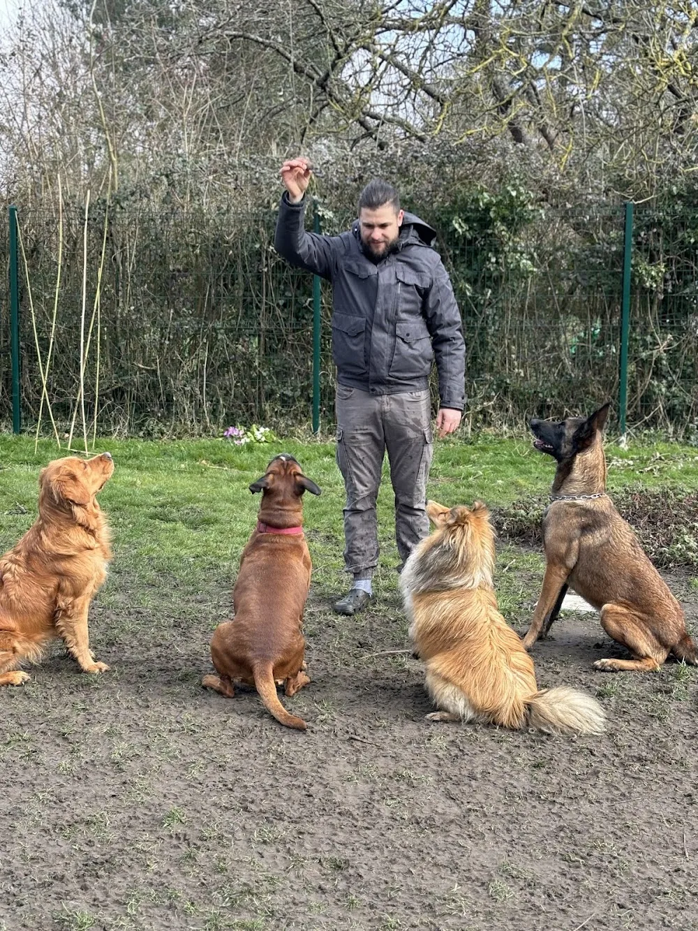 Au Royaume des Petits Vikings - Pension Canine Oise & Transport Chiens Paris - Eure pet otel