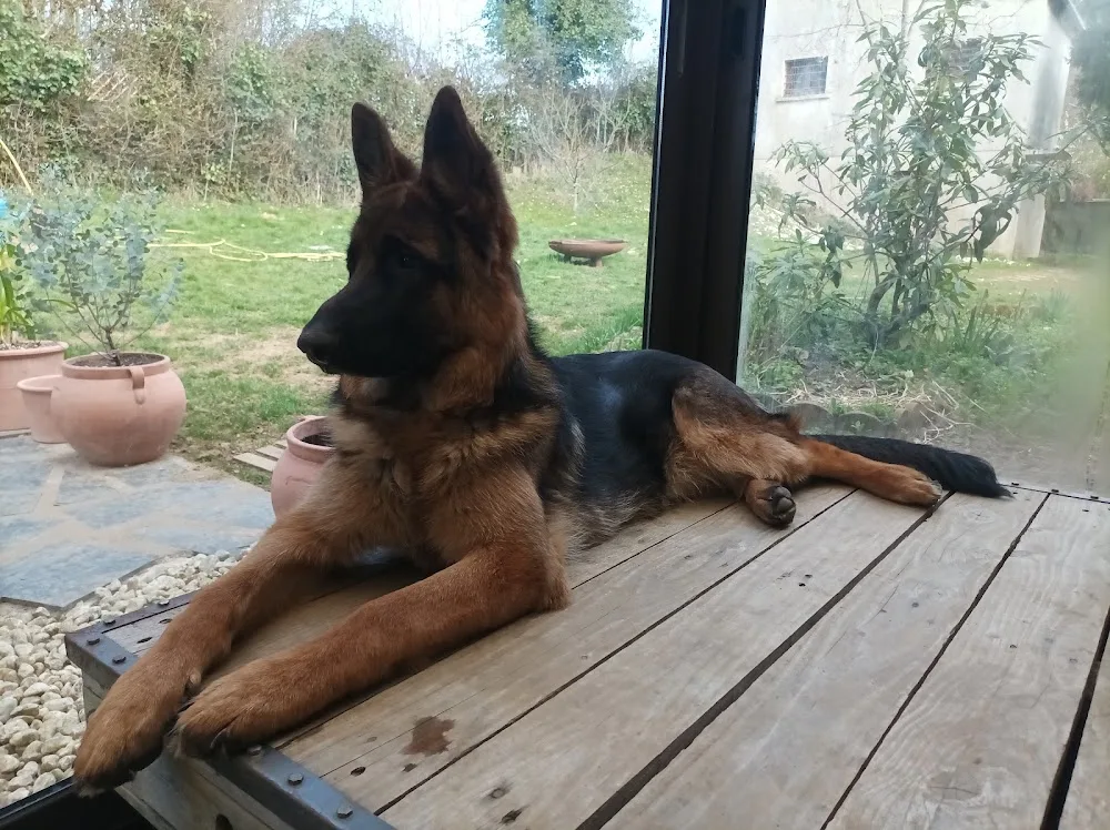 BUISSON CHARDIN - Pension Canine et Elevage de Berger Allemand et Beagle - Eure pet otel görseli 3