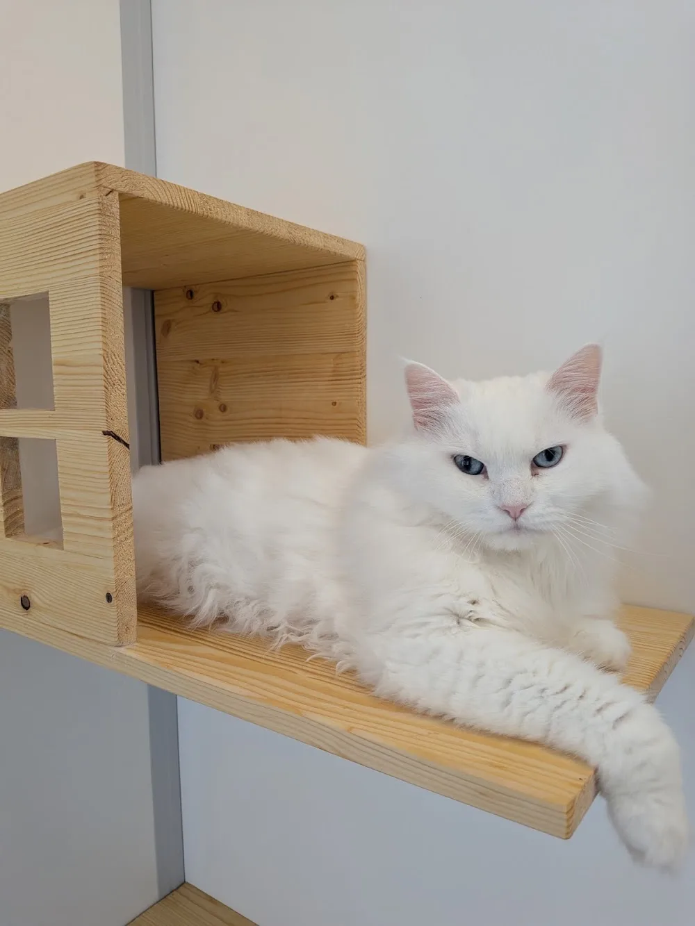 CAT LOFT - Eure pet otel