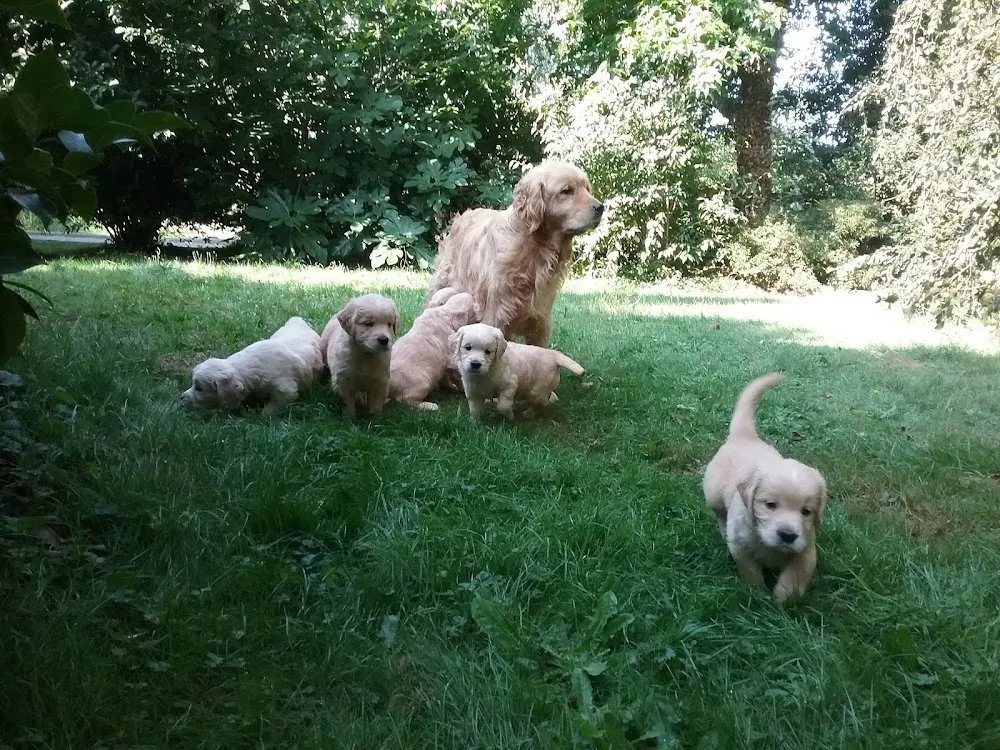 Elevage des Berberis, Pension canine, Education canine - Eure pet otel
