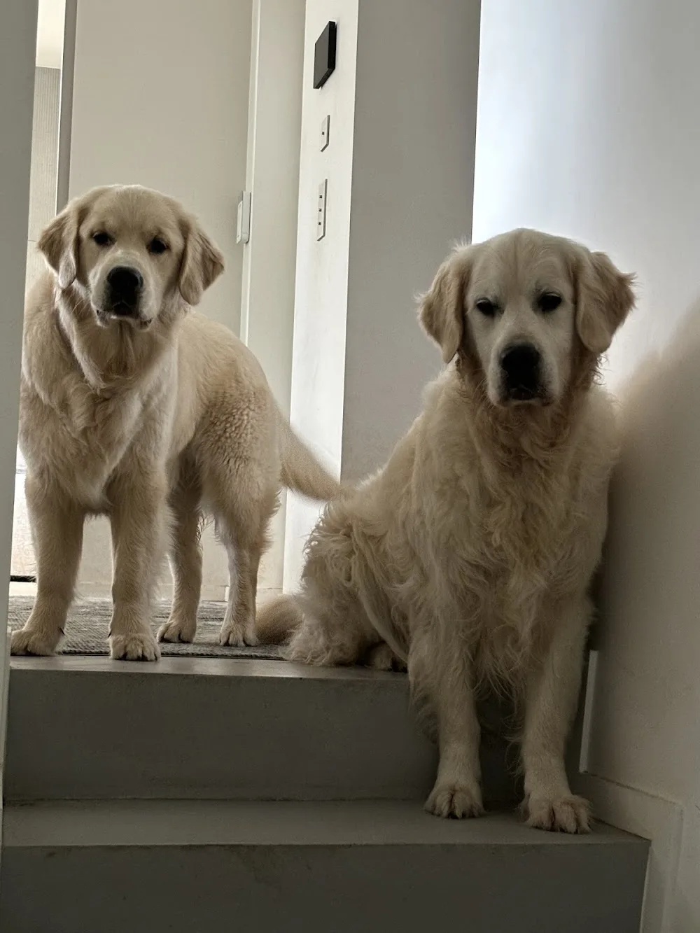 Elevage des Berberis, Pension canine, Education canine - Eure pet otel görseli 3