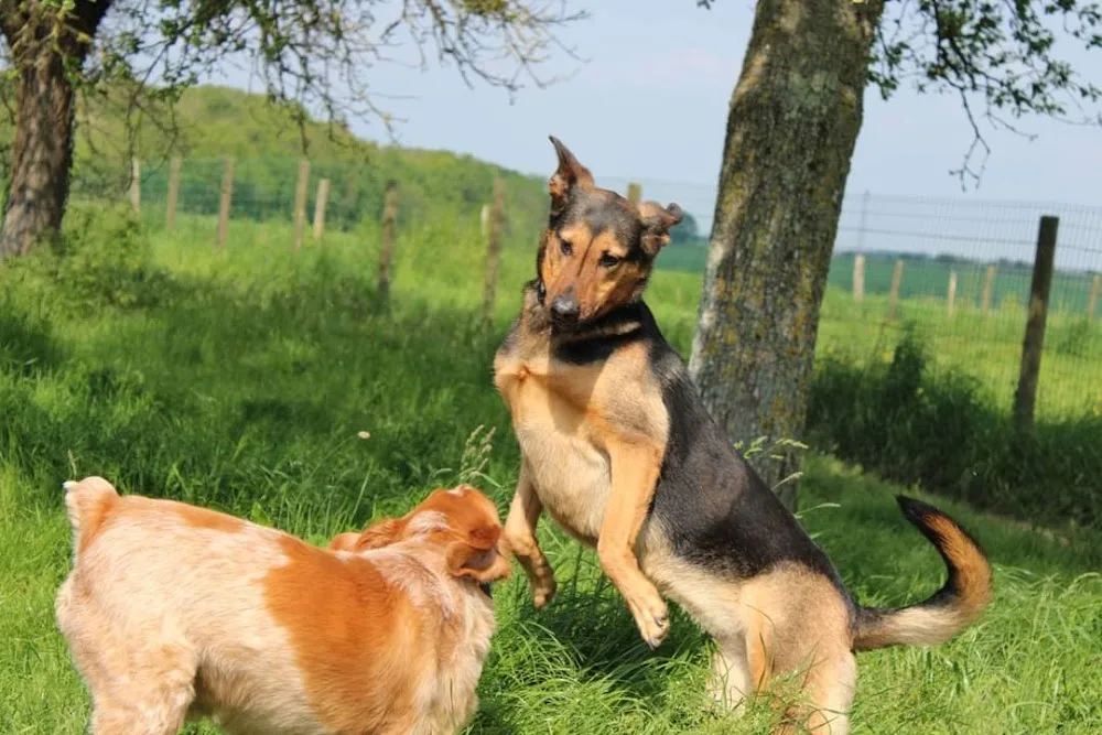 Au Panier Douillet Pension Canine et Féline - Eure-et-Loir pet otel