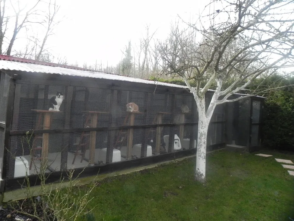 Au Paradis Des Chats - Pension Féline A Jouy - Eure-et-Loir pet otel görseli 2