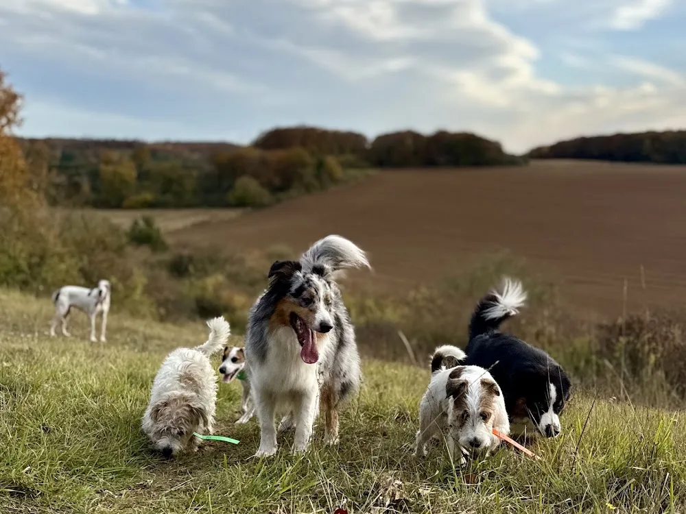 Pawsitive - Pension pour chien - Eure-et-Loir pet otel görseli 2