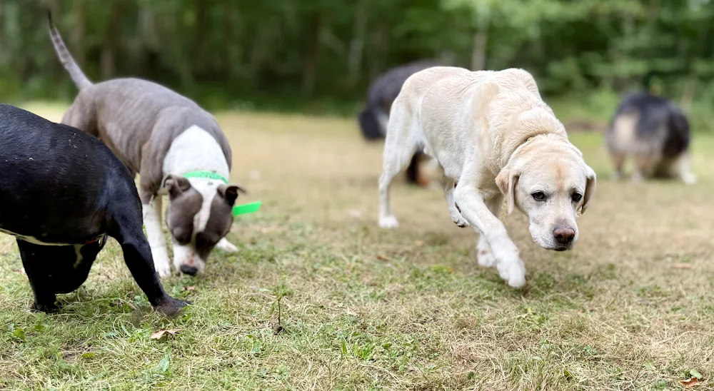 Pawsitive - Pension pour chien - Eure-et-Loir pet otel görseli 3