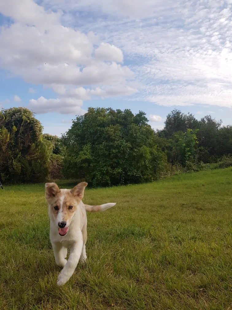 Pension canine, La Balade d'Artémis - Eure-et-Loir pet otel