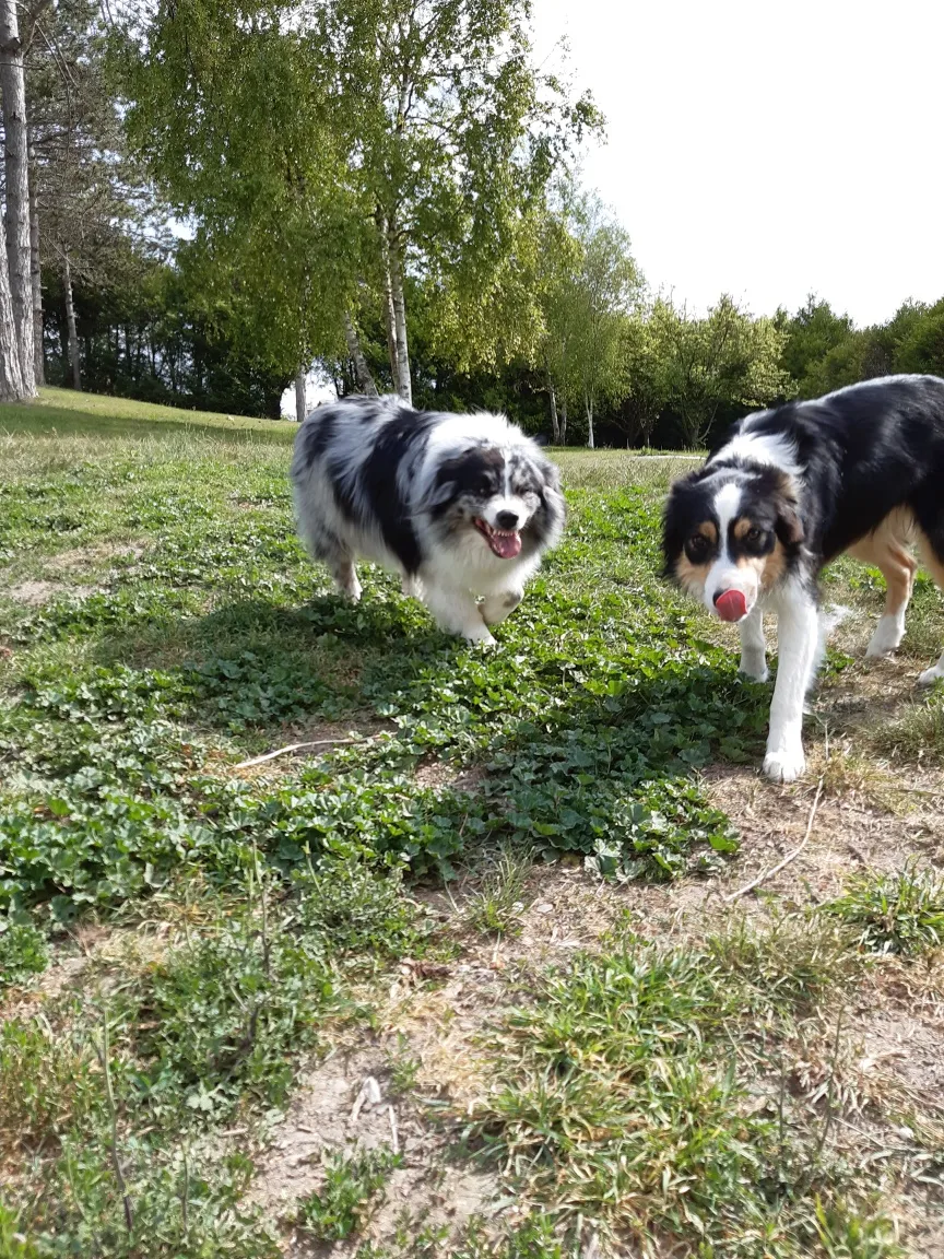 Pension canine, La Balade d'Artémis - Eure-et-Loir pet otel görseli 3