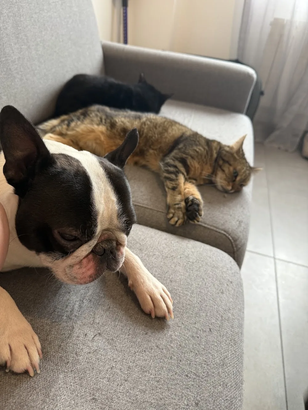 Garde d'animaux 27 Pacy sur Eure - Eure pet otel