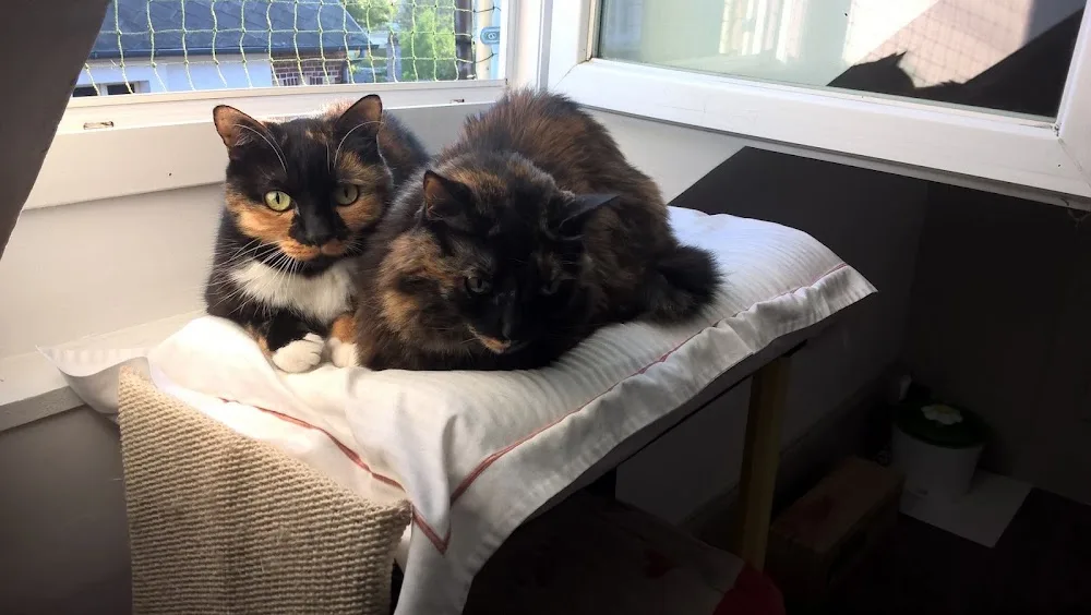 Holycat Résidence Féline - Eure pet otel