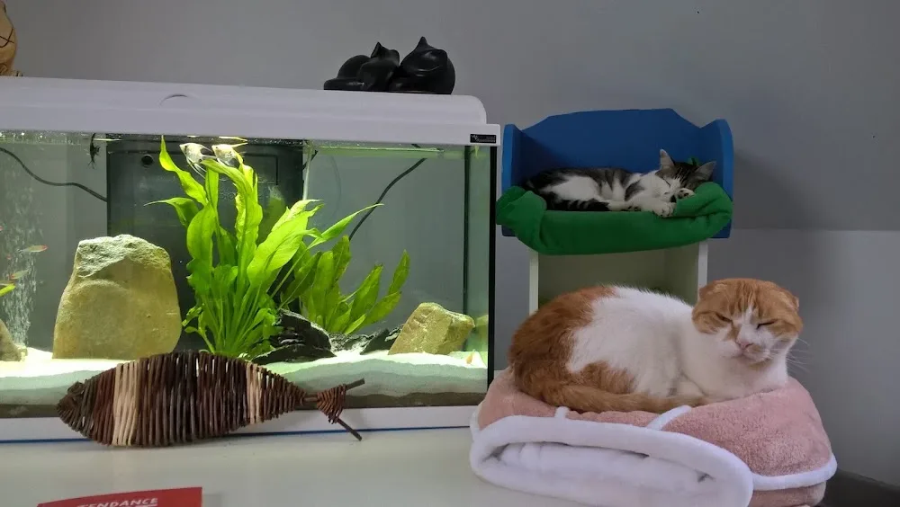 Holycat Résidence Féline - Eure pet otel görseli 3
