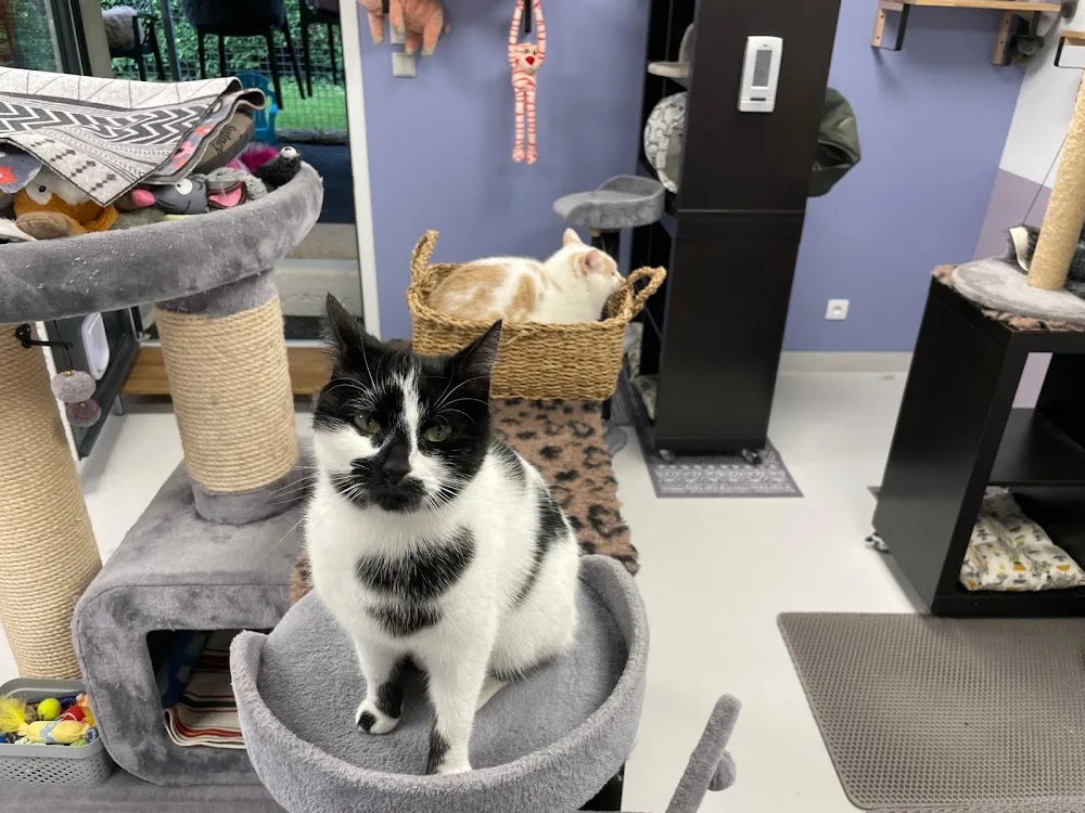 Hôtel Maurice, pension pour chats - Eure pet otel