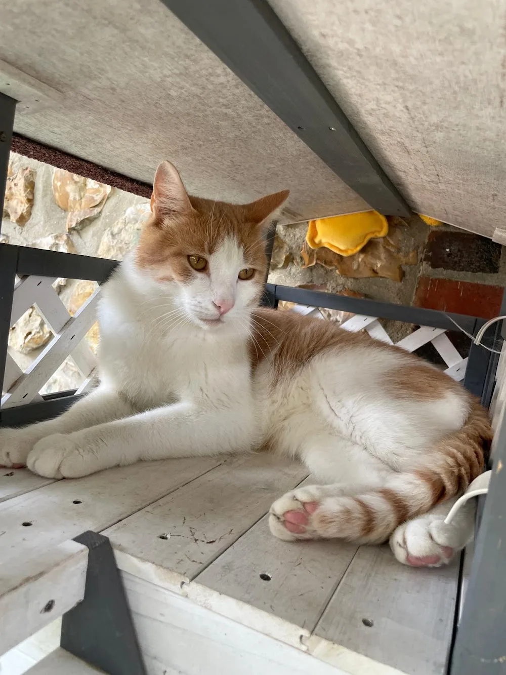 Hôtel Maurice, pension pour chats - Eure pet otel görseli 3