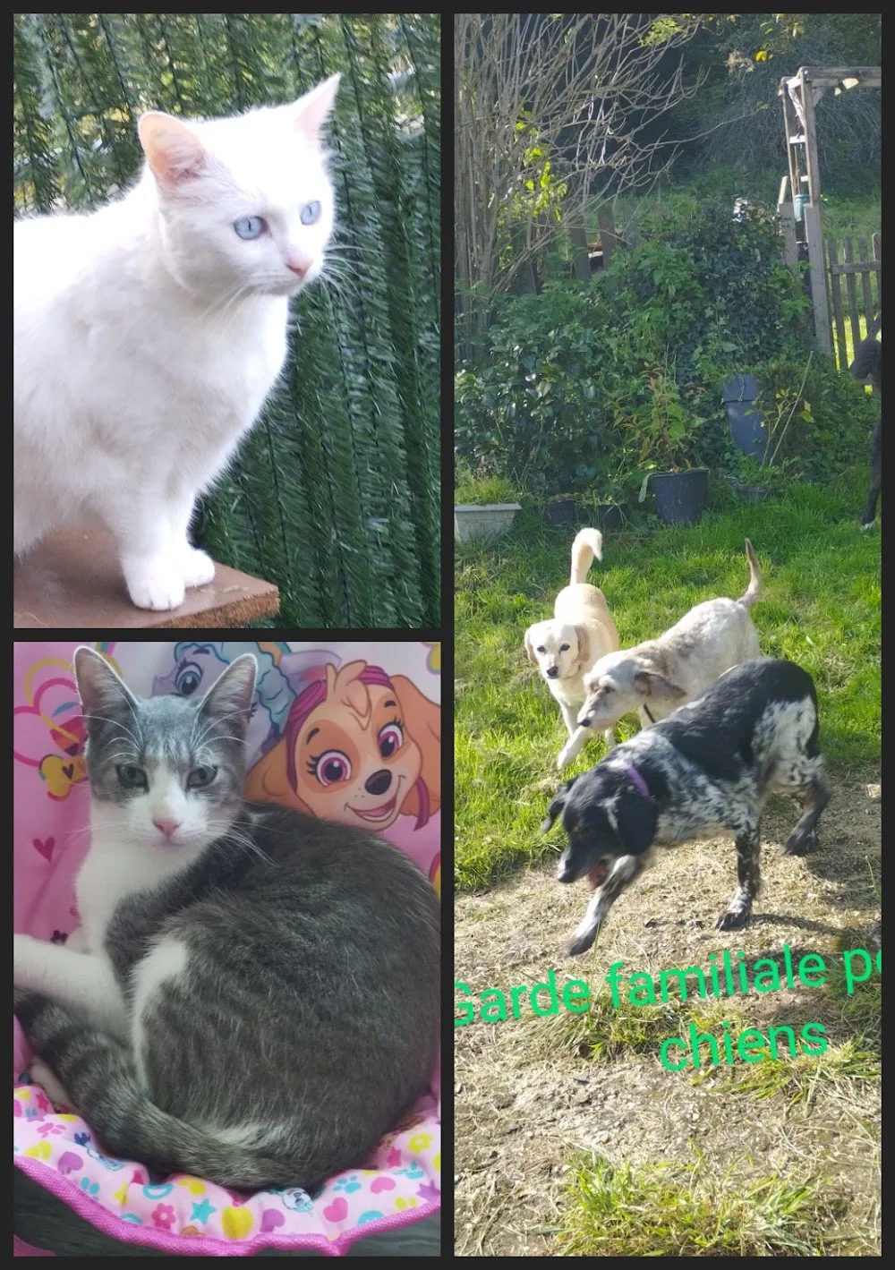 Hôtellerie Féline Lili Cat's - Eure pet otel görseli 2