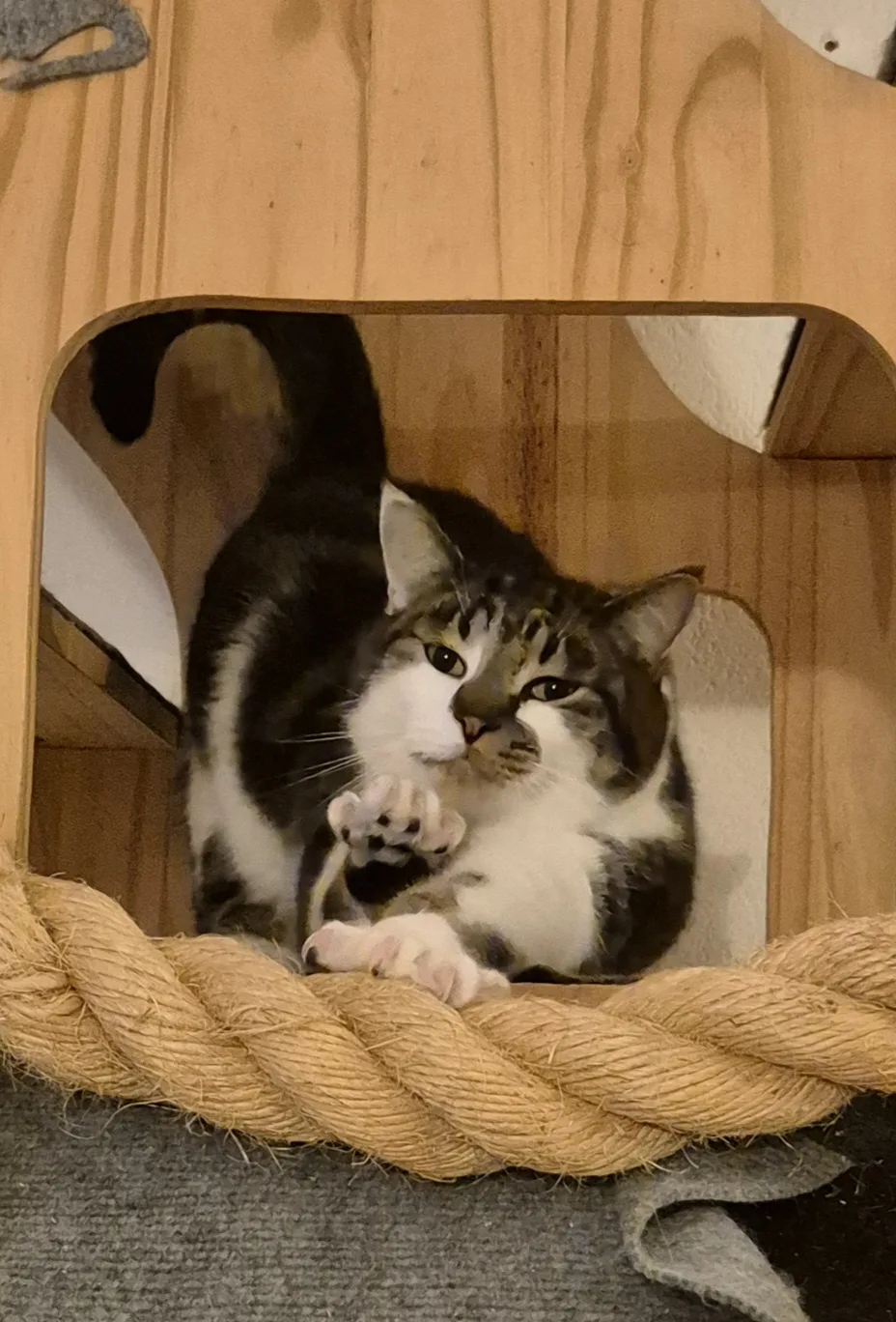 le moulin des chats - Eure pet otel