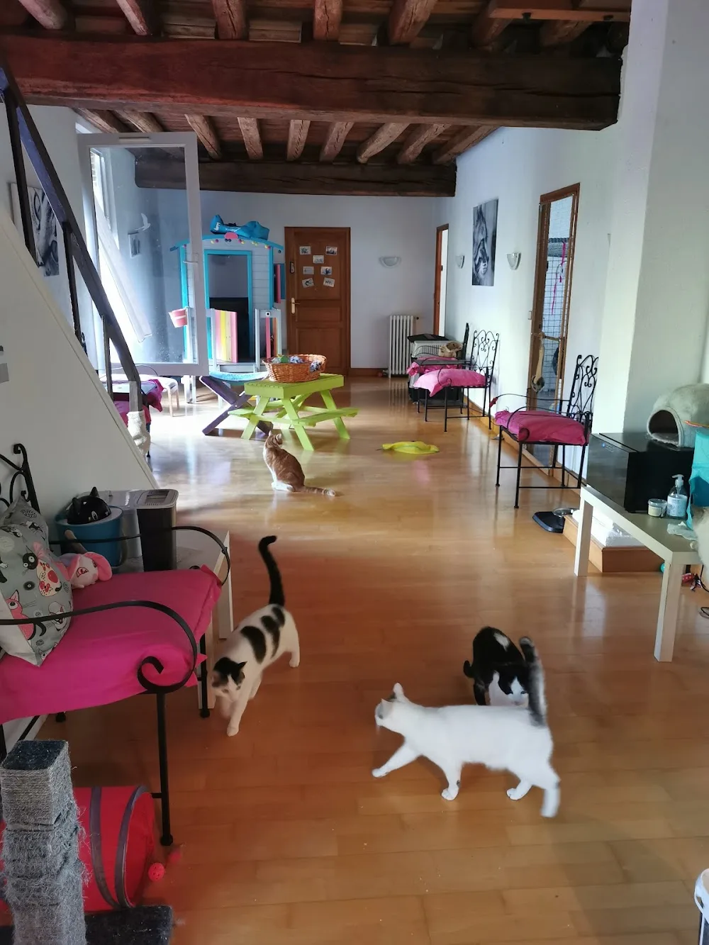 le moulin des chats - Eure pet otel görseli 3