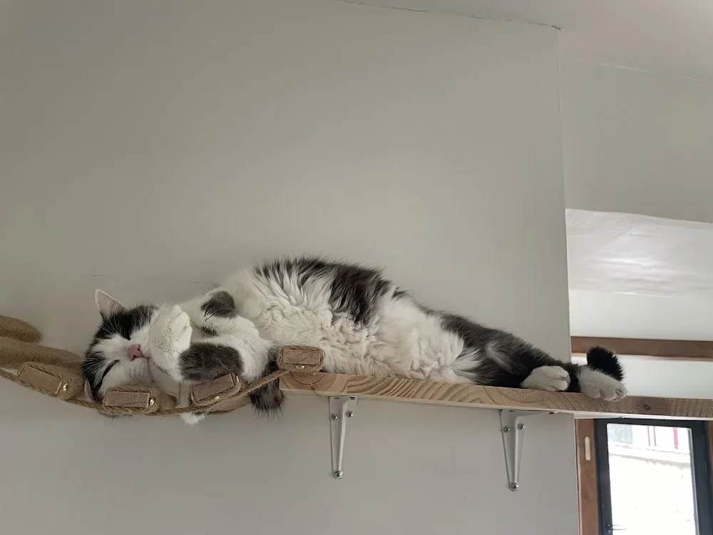 Les Chats à Gilles - Eure pet otel görseli 2