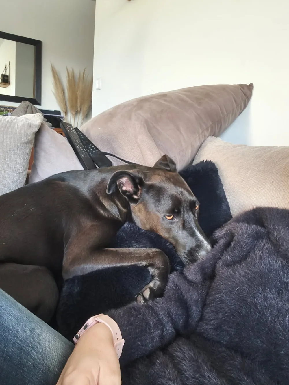 Mac & Co - Eure pet otel görseli 3