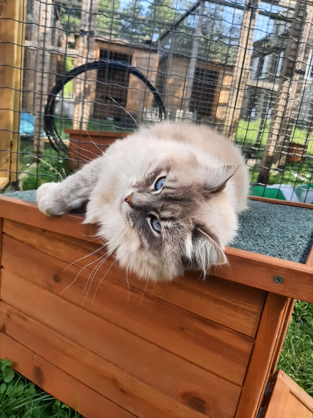 Nature Féline - Pension pour chats et visites à domicile - Eure pet otel