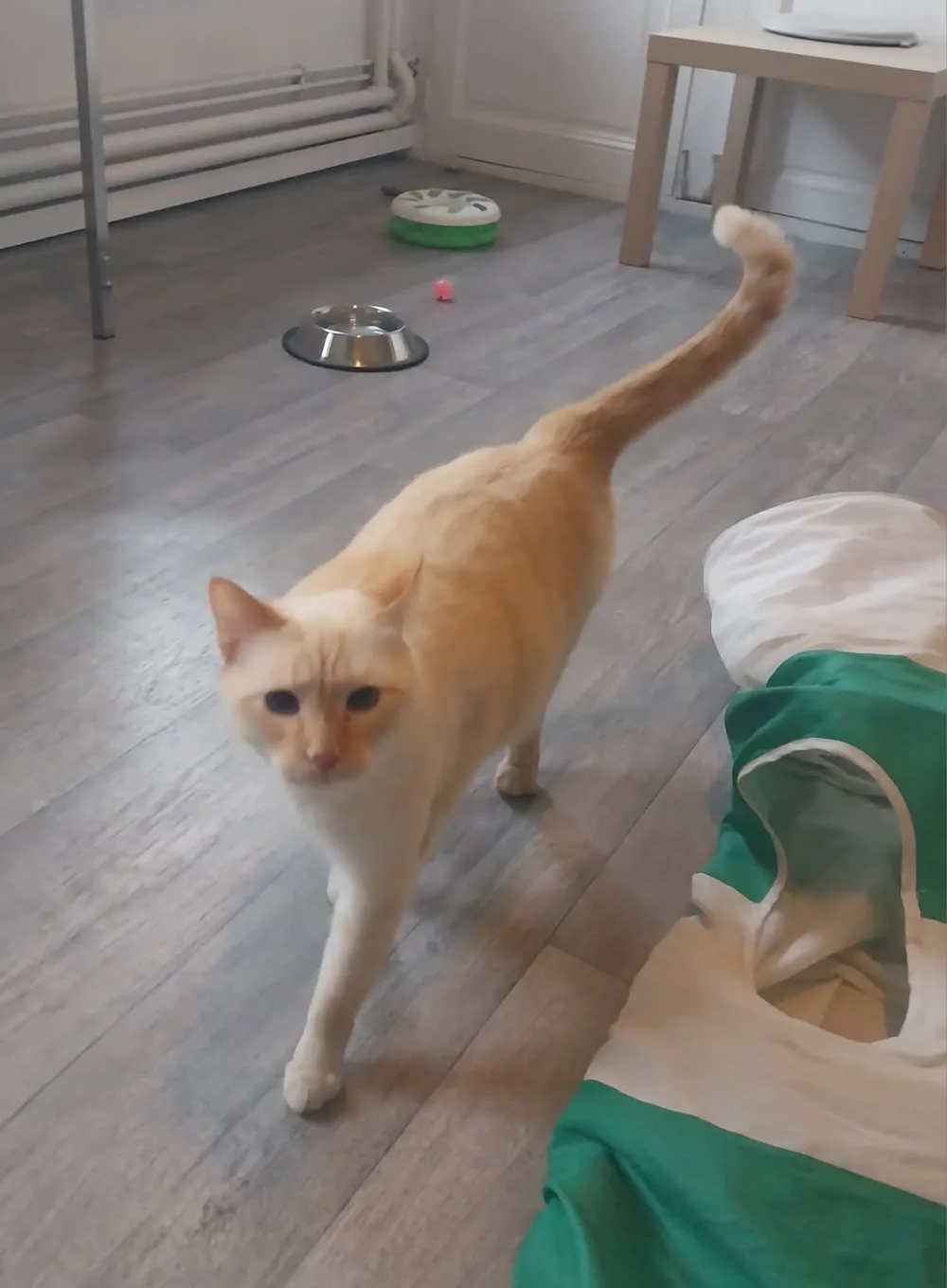 Nature Féline - Pension pour chats et visites à domicile - Eure pet otel görseli 3