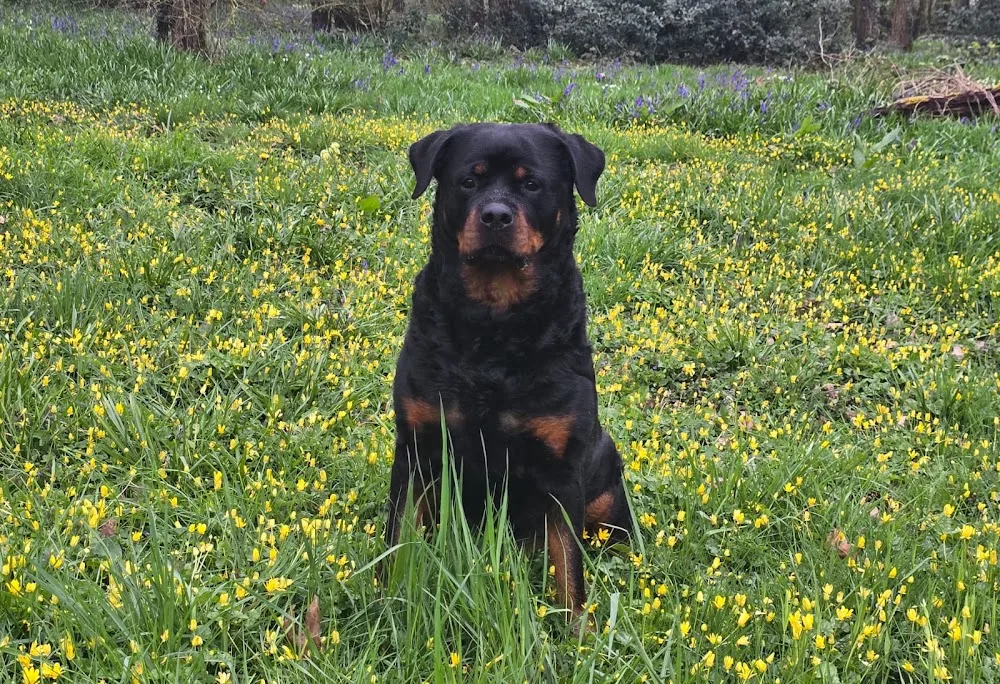 Pension Canine et Féline La Baronnie - Eure pet otel görseli 2