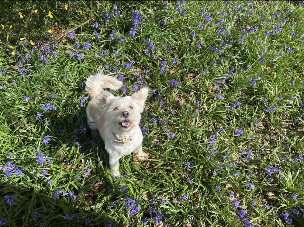 Pension canine familiale Au Paradis des Chiens - Eure pet otel görseli 6