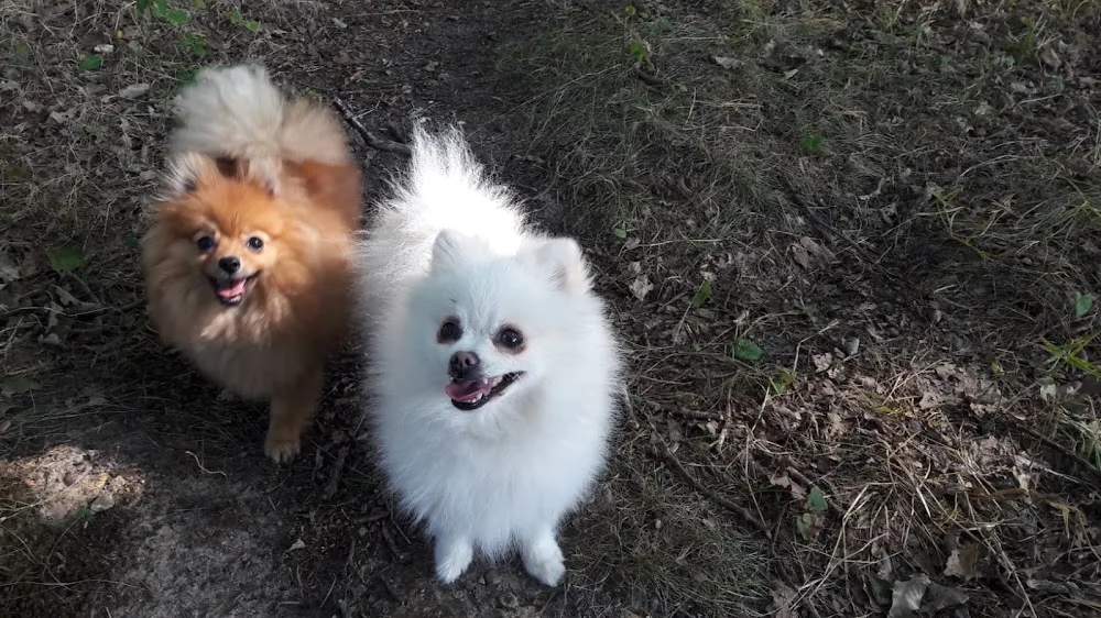 Pension canine familiale Au Paradis des Chiens - Eure pet otel görseli 7