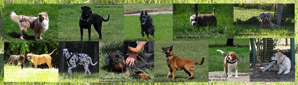 PENSION CANINE Le Royaume De Baby Dog - Eure pet otel görseli 2