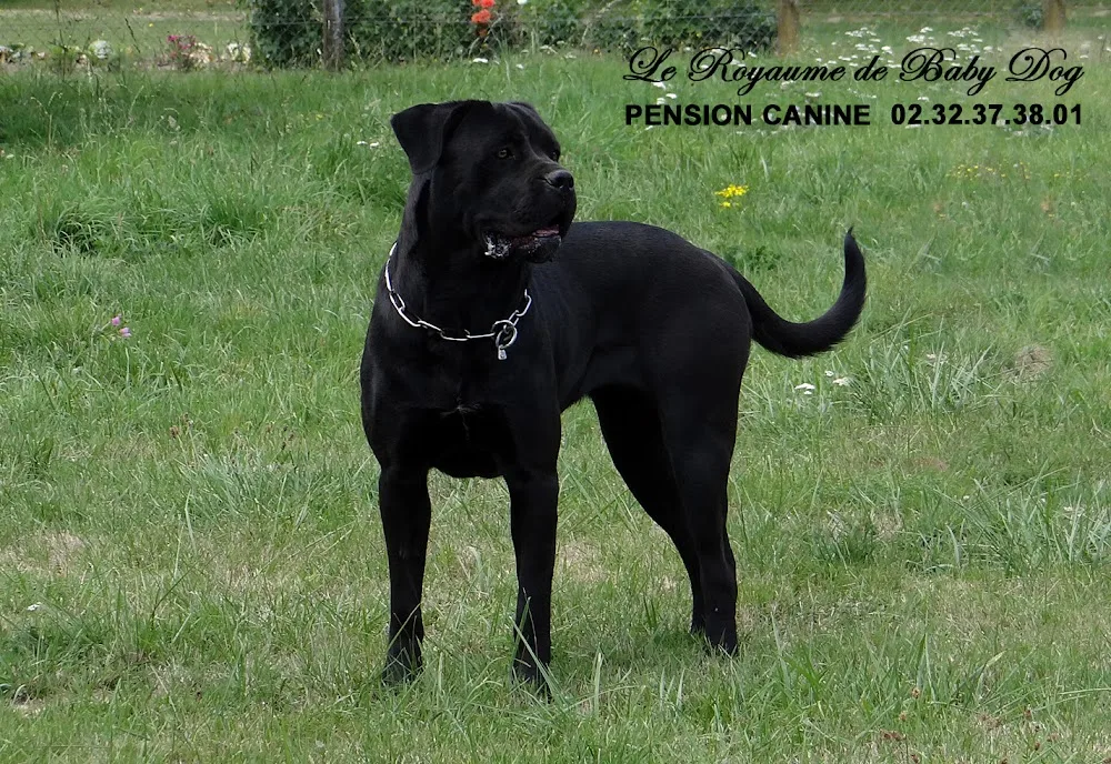 PENSION CANINE Le Royaume De Baby Dog - Eure pet otel görseli 3