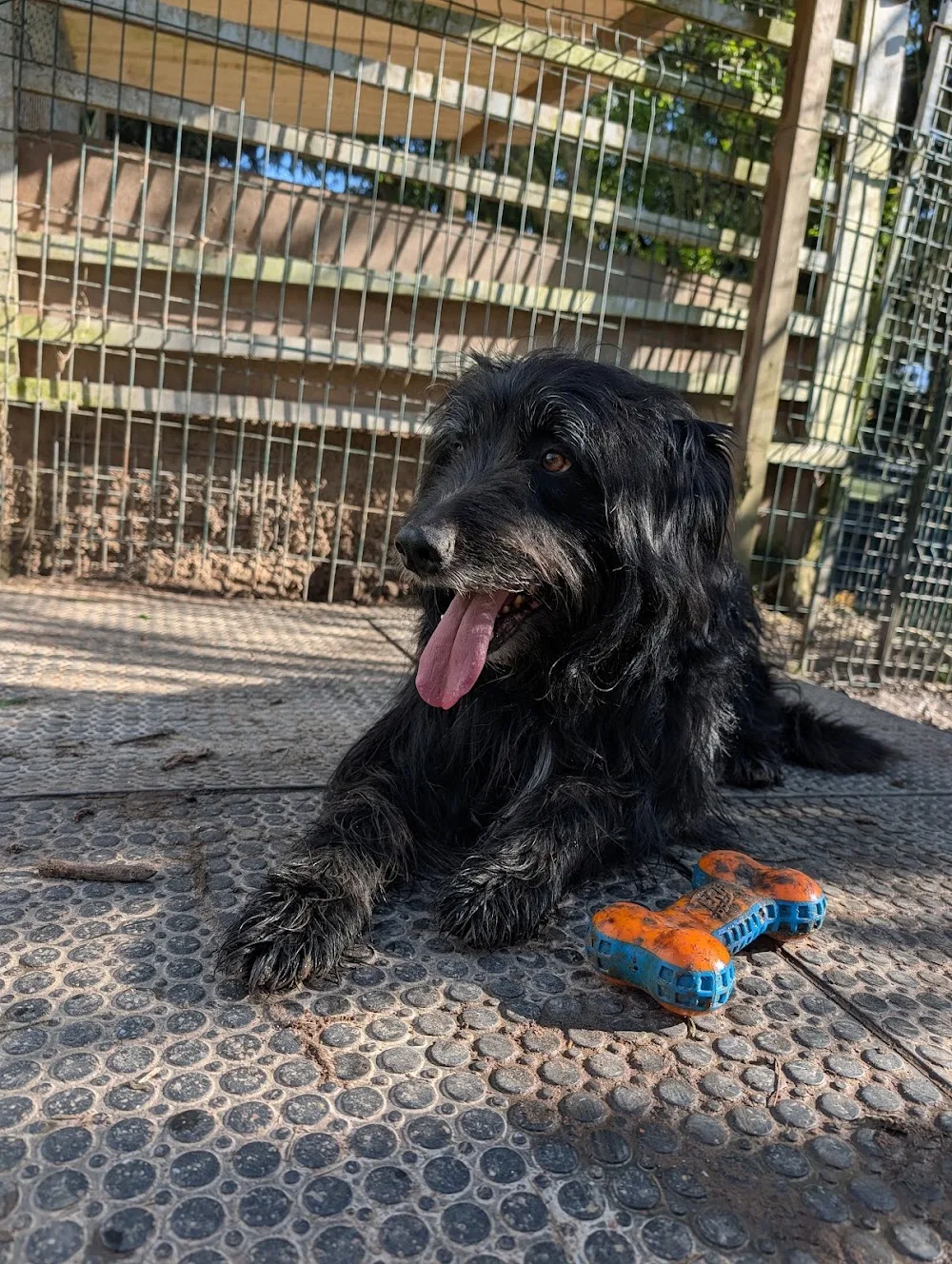 Pension du Jardin des Chiens – Garde canine familiale 27 - Eure pet otel görseli 2