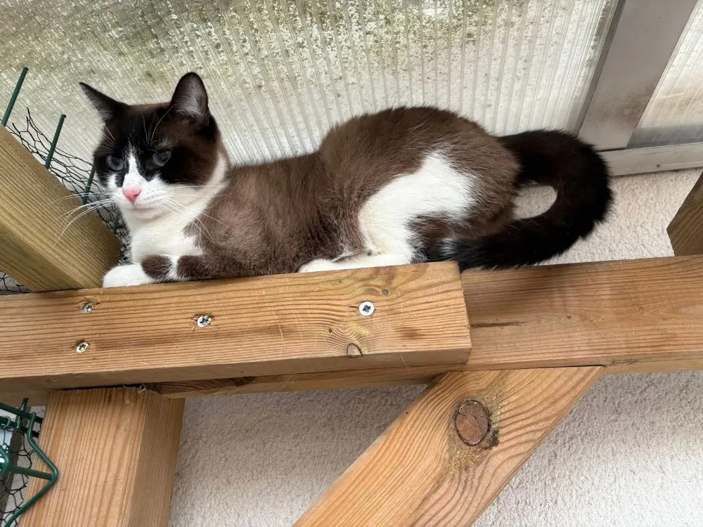 Pension Féline Chat-l'heureux - Eure pet otel görseli 5