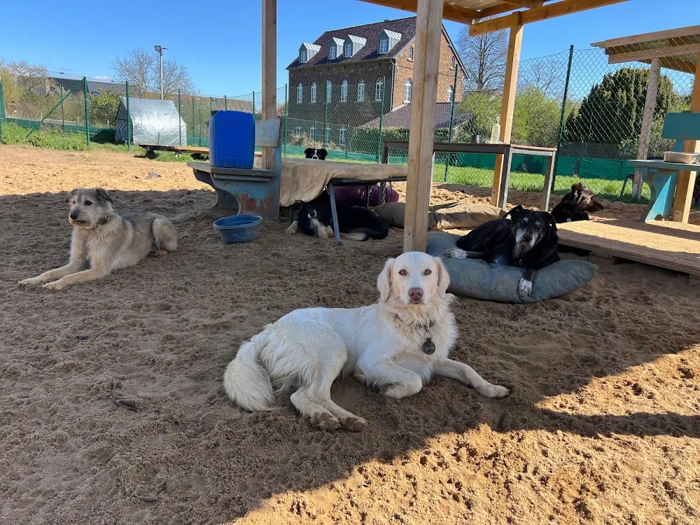 Hundetagesstätte Euskirchen - Euskirchen pet otel görseli 3