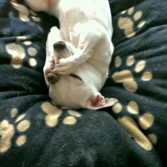 LiJaNa´s Hundeservice - Euskirchen pet otel görseli 4