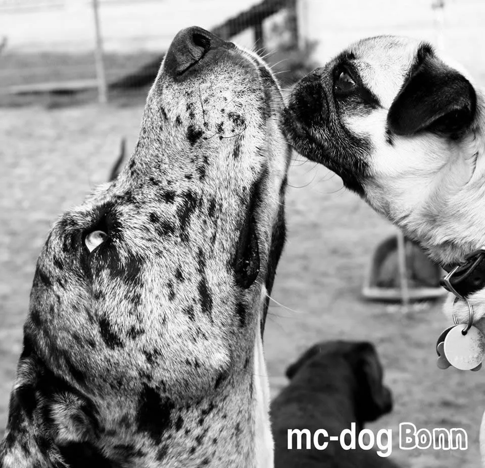 mc-dog Bonn Huta & Pension - Euskirchen pet otel